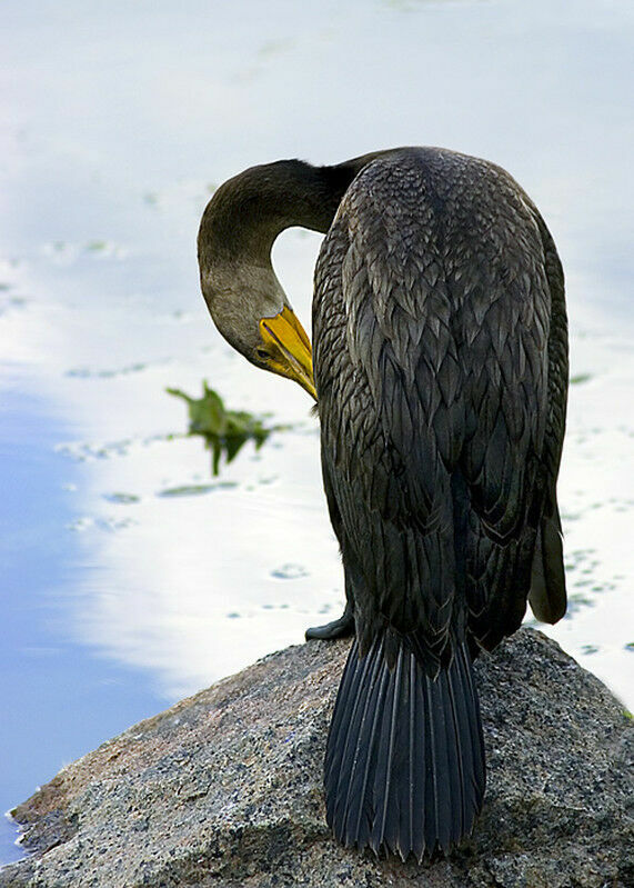 Double-crested Cormorant