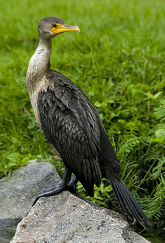 Cormoran à aigrettes