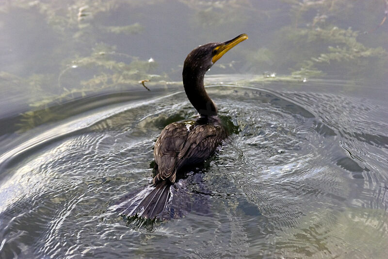 Double-crested Cormorant