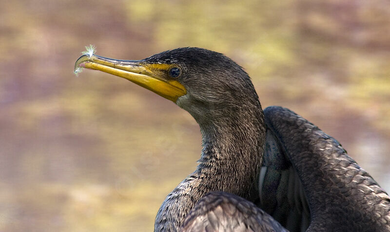 Cormoran à aigrettes