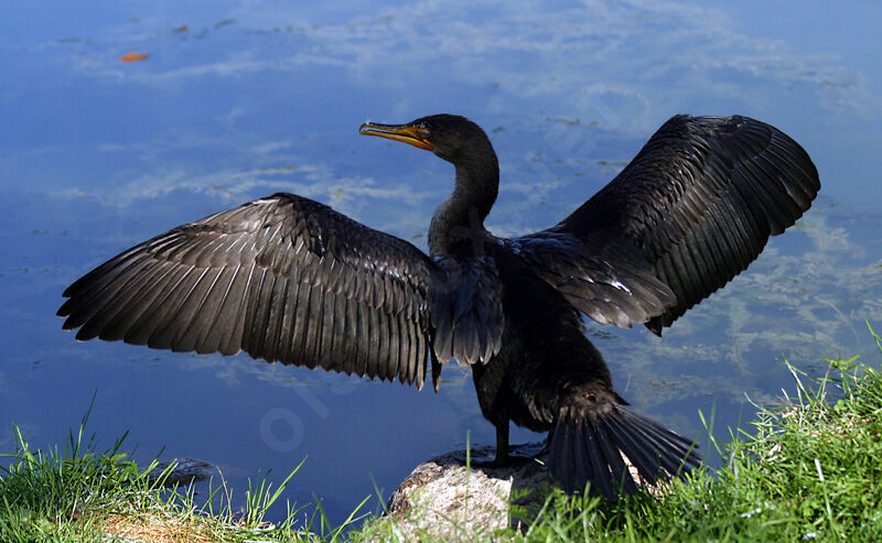 Cormoran à aigrettes