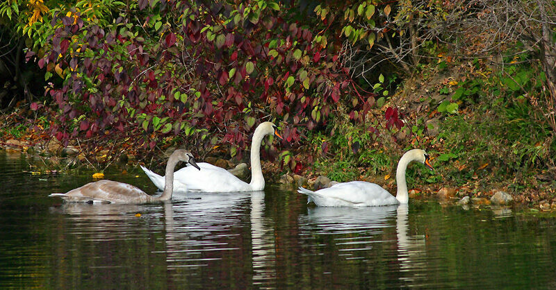 Cygne tuberculé 