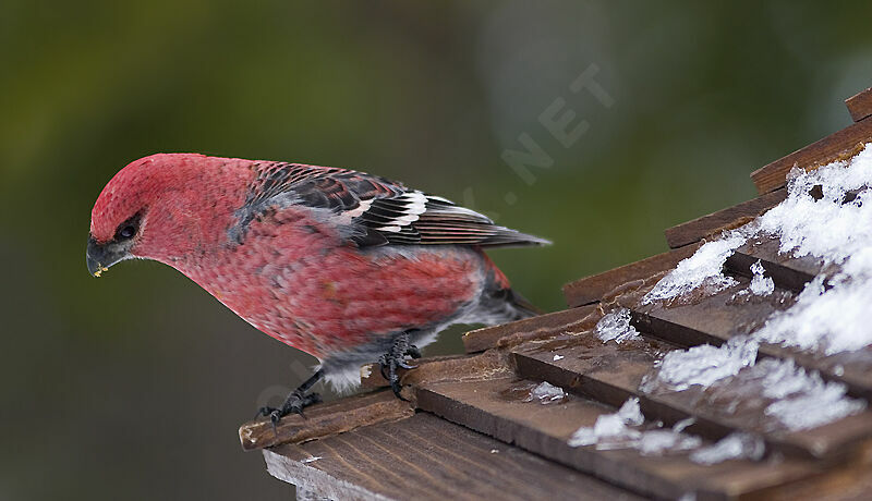 Pine Grosbeak male