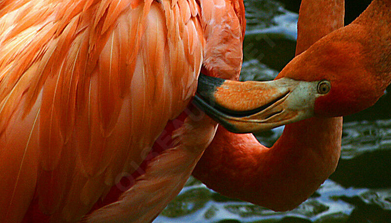 Flamant des Caraïbes