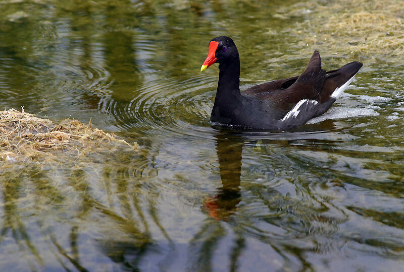 Gallinule d'Amérique