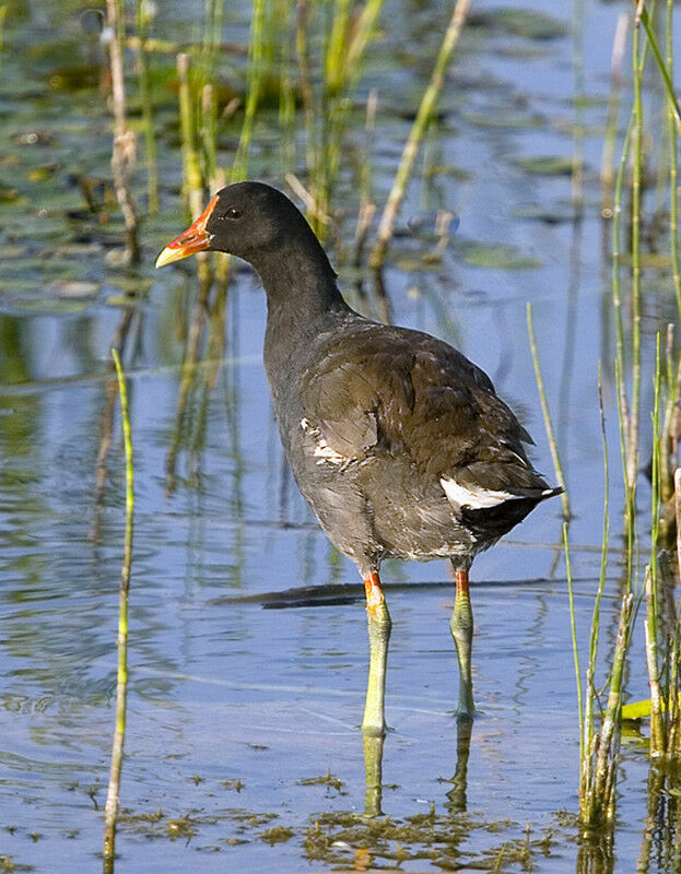 Gallinule d'Amériqueadulte