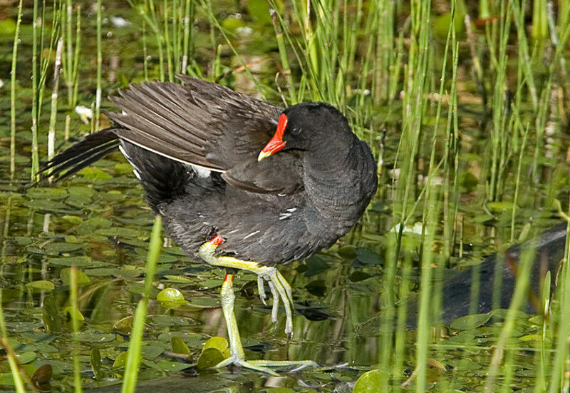 Gallinule d'Amériqueadulte