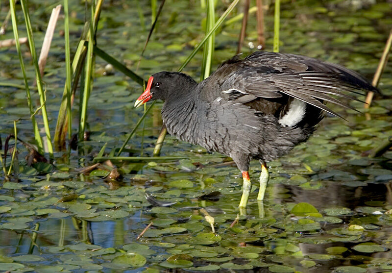 Gallinule d'Amériqueadulte