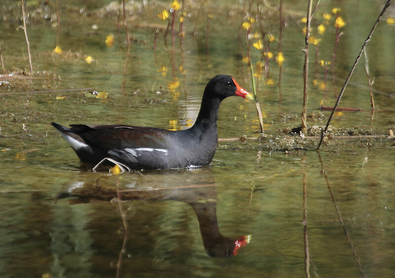 Gallinule d'Amérique