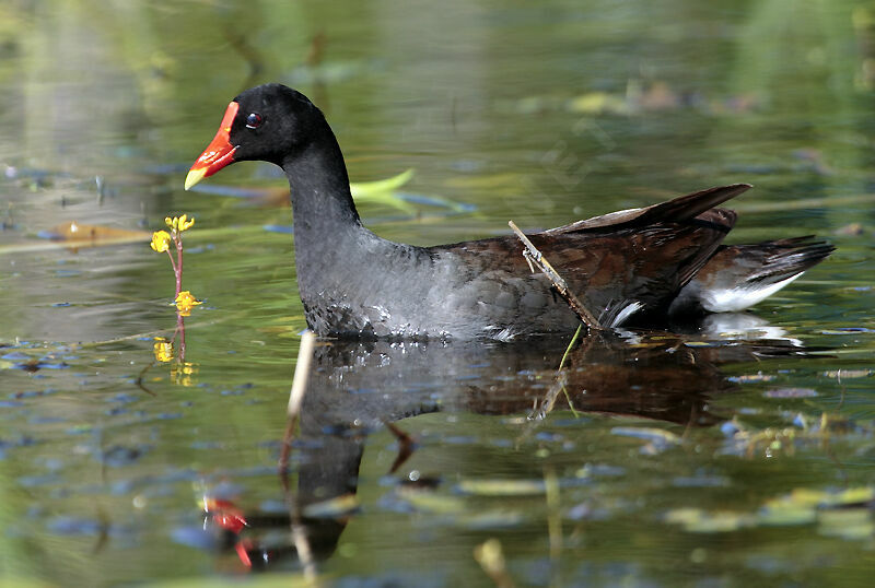 Gallinule d'Amérique