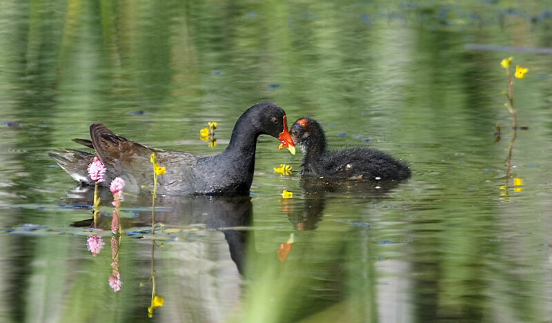 Gallinule d'Amérique juvénile