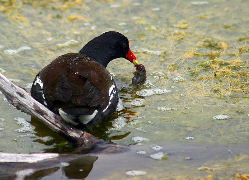 Gallinule poule-d'eau