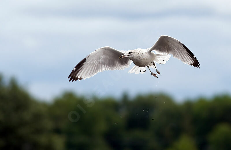 Ring-billed Gull