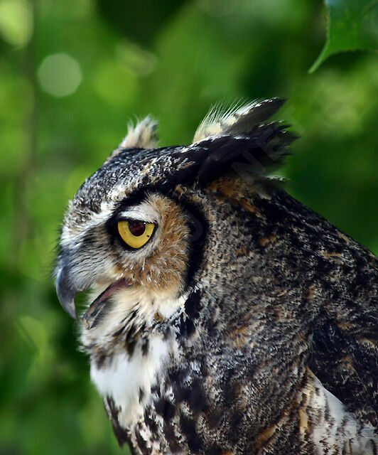 Great Horned Owl