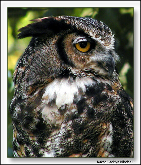 Great Horned Owl