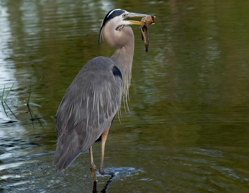 Great Blue Heron