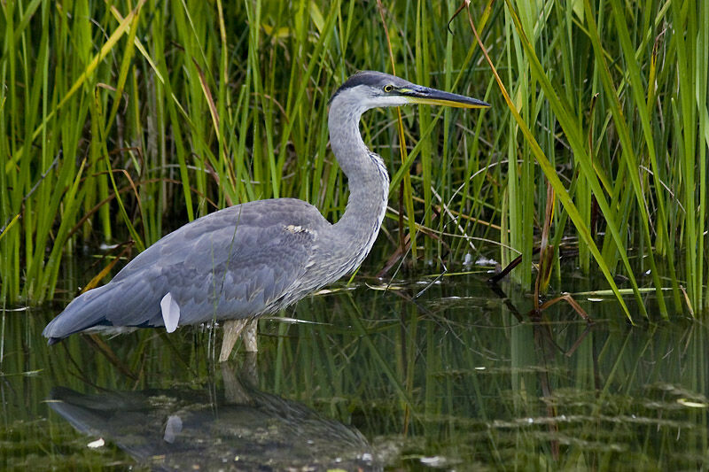 Great Blue Heron