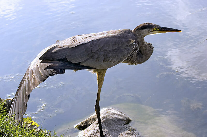 Great Blue Heron