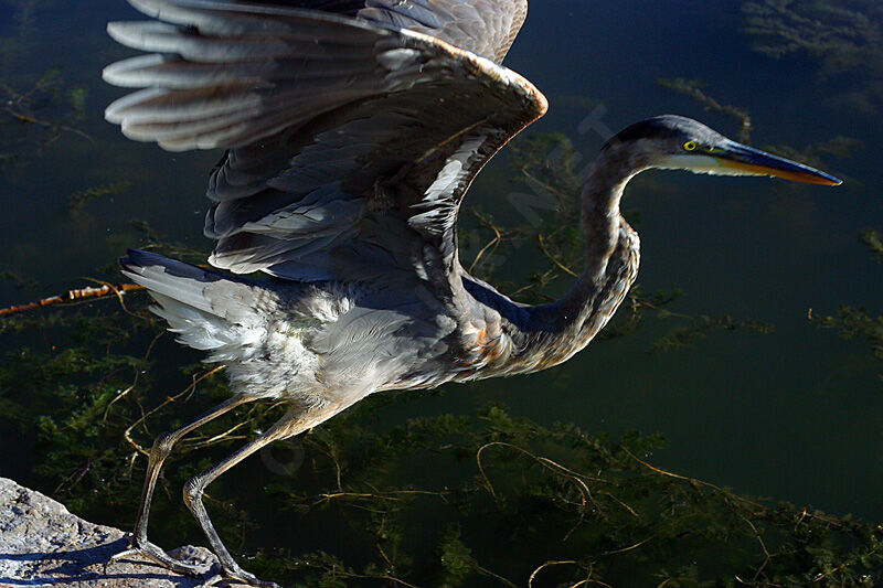 Great Blue Heron