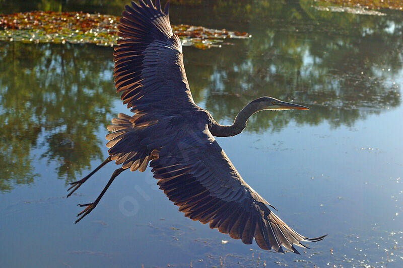 Great Blue Heron