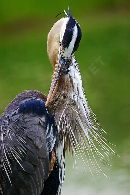 Great Blue Heron