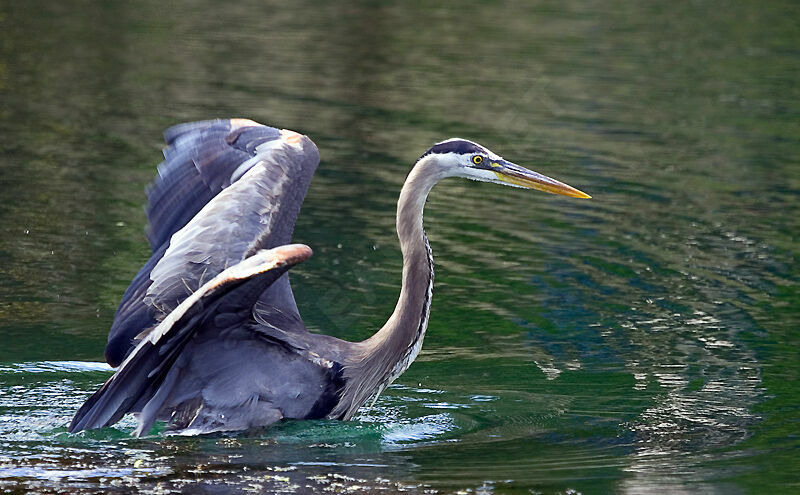 Great Blue Heron