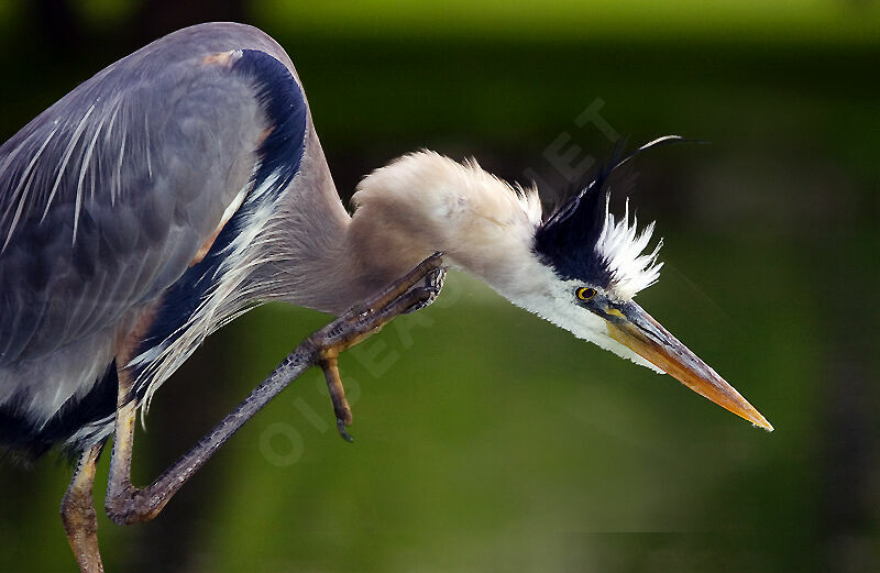 Great Blue Heron