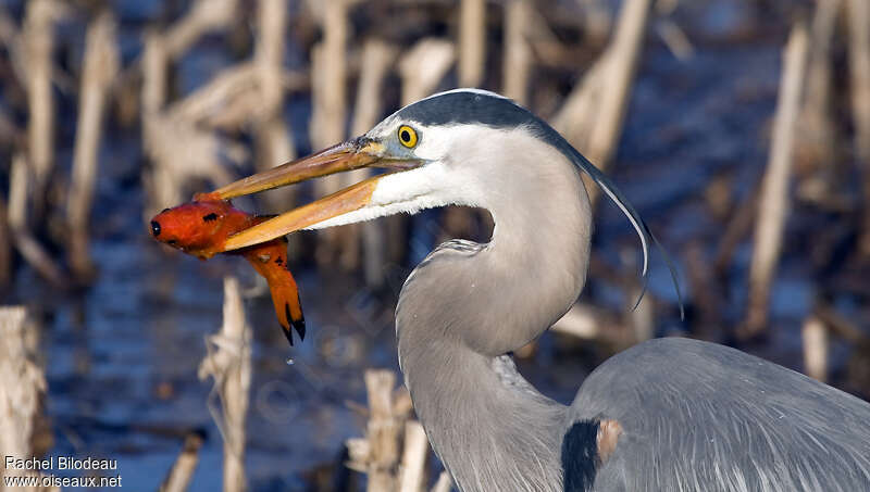 Grand Héronadulte, portrait