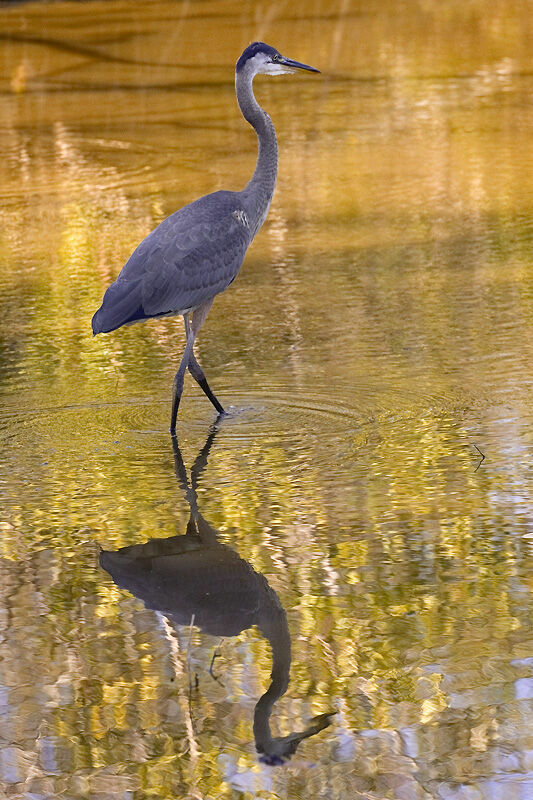 Great Blue Heron