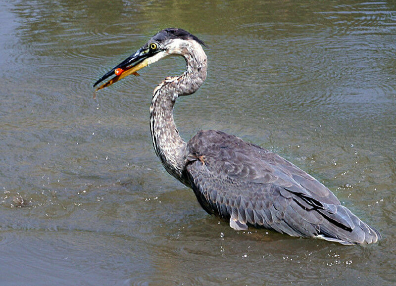 Great Blue Heron