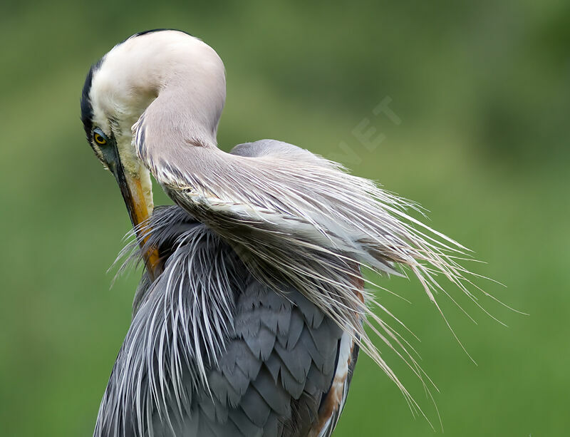 Grand Héron, identification, Comportement