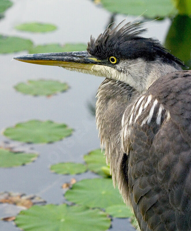 Great Blue Heron