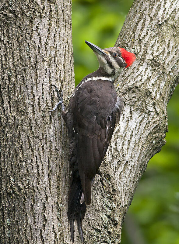 Grand Pic femelle adulte, identification