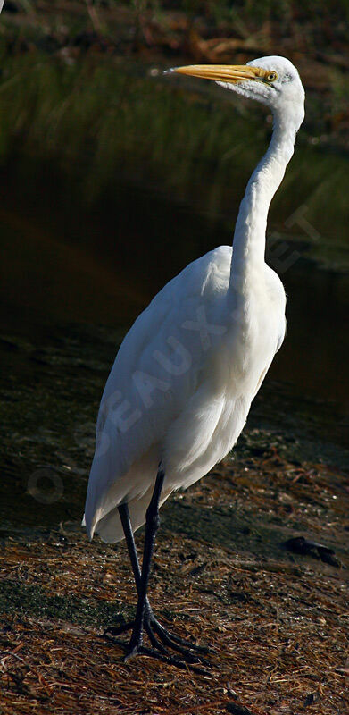 Grande Aigrette