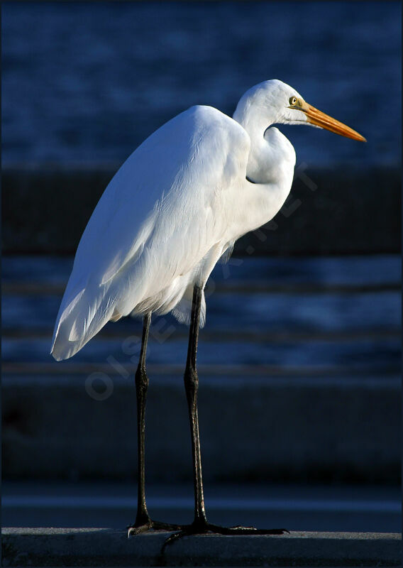 Grande Aigrette