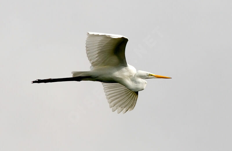 Grande Aigrette