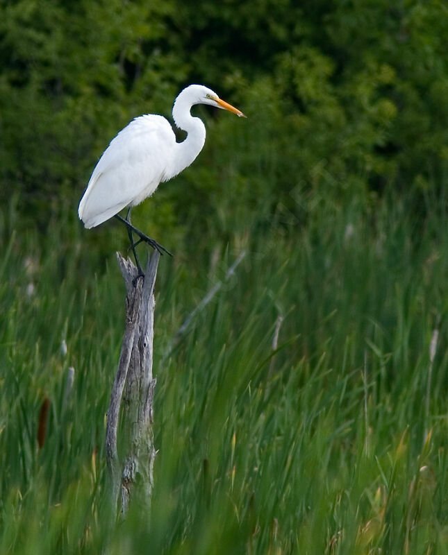 Grande Aigrette