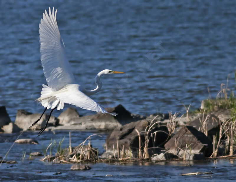 Grande Aigrette, Vol