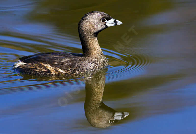 Pied-billed Grebeadult breeding, identification