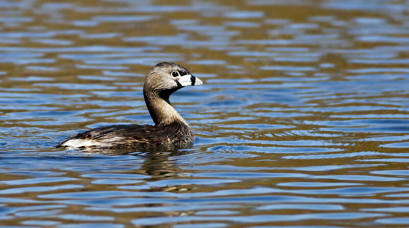 Pied-billed Grebe, identification, Behaviour