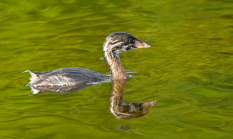 Pied-billed Grebejuvenile