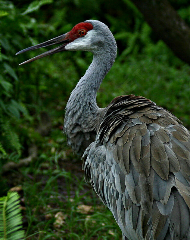 Sandhill Crane