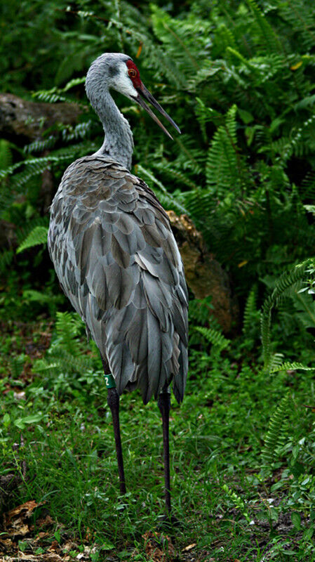 Sandhill Crane