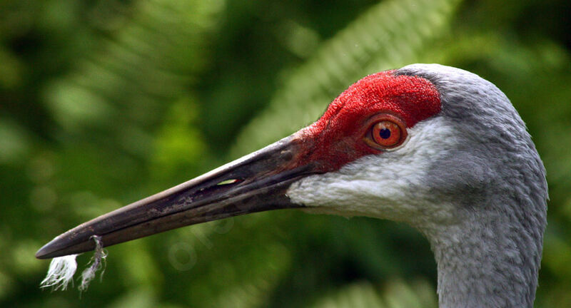 Sandhill Crane