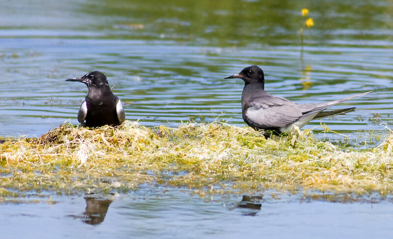 Guifette noire adulte, identification, Nidification, Comportement