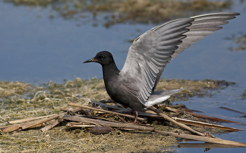 Guifette noire, identification, Comportement