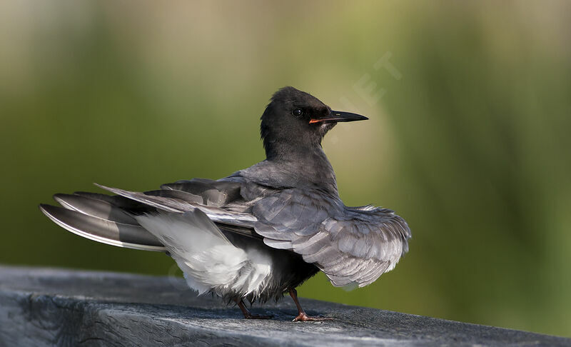 Guifette noire, identification, Comportement