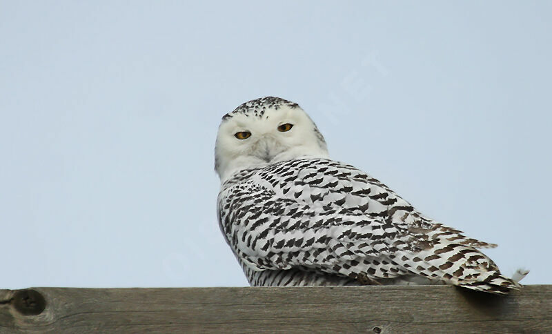 Snowy Owl female