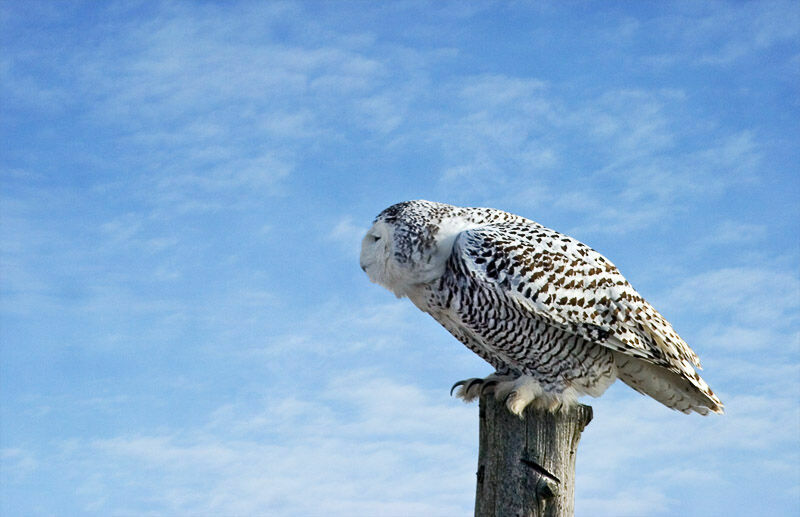 Snowy Owl female