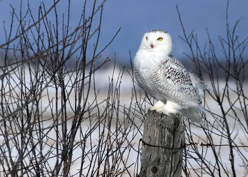 Harfang des neiges femelle